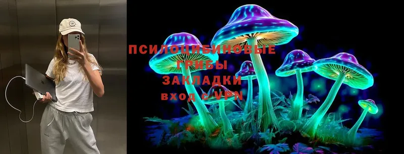 Галлюциногенные грибы Cubensis  магазин продажи   Починок 